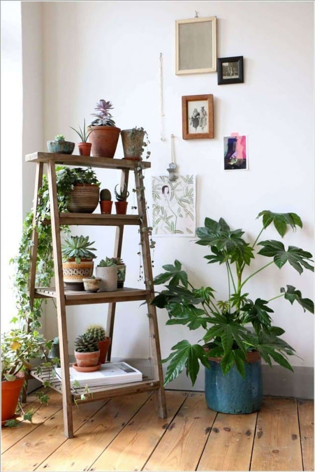 Creative Ideas How To Display Your Indoor Plants