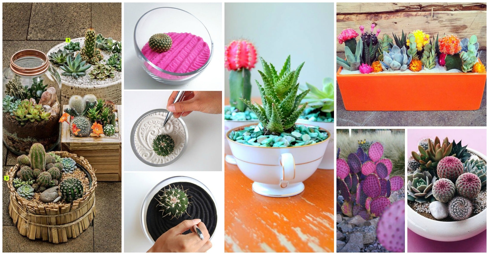 DIY Mini Cactus Gardens