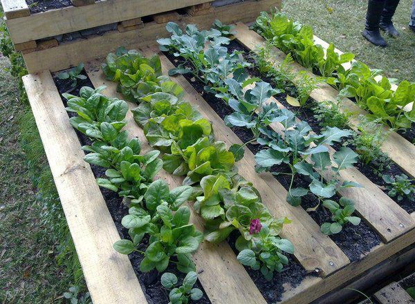 DIY Recycled Pallet Garden Planting Tutorial2