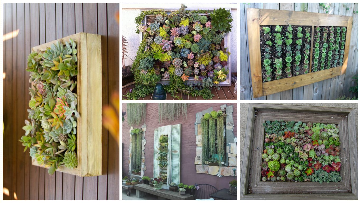 DIY Succulent Frame