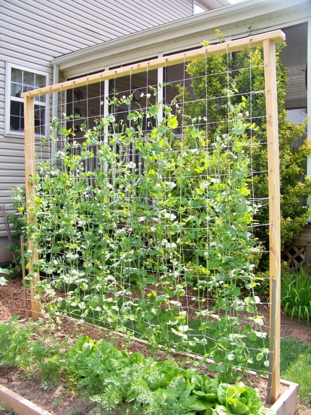 10+ DIY Trellis Ideas For You Garden