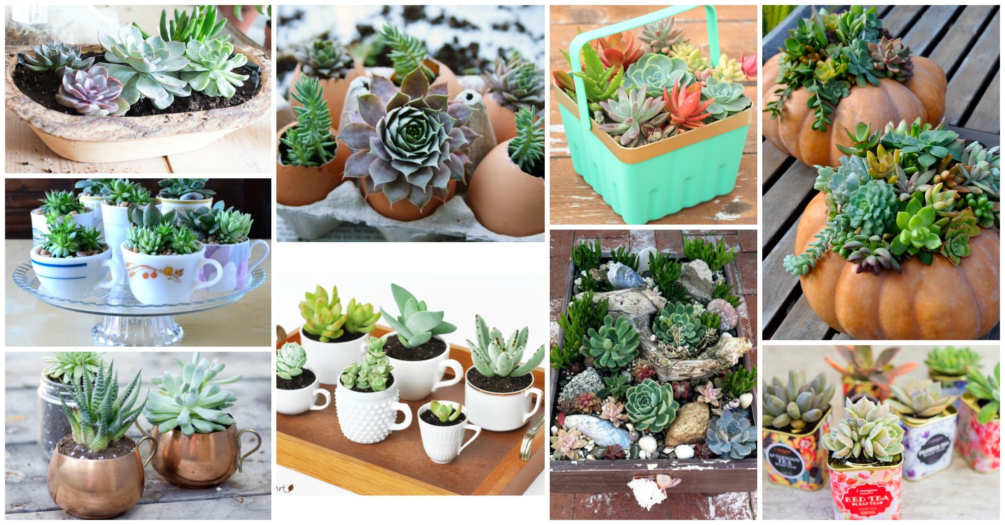 DIY succulent planters