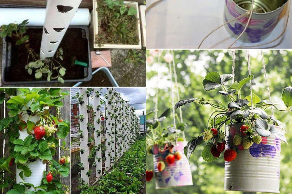 Ideas for Growing Strawberries in a Small Garden 5