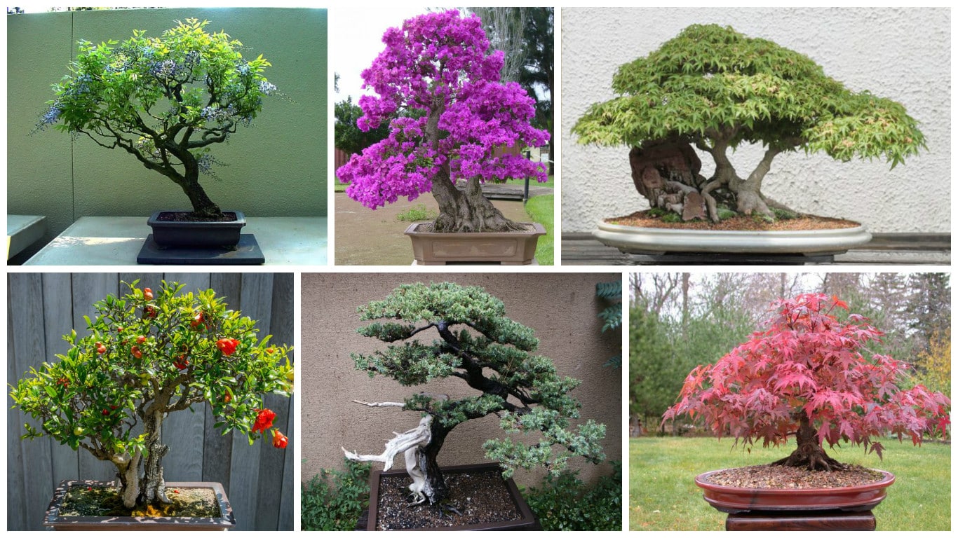 Impressive Japanese Garden With Bonsai Tree