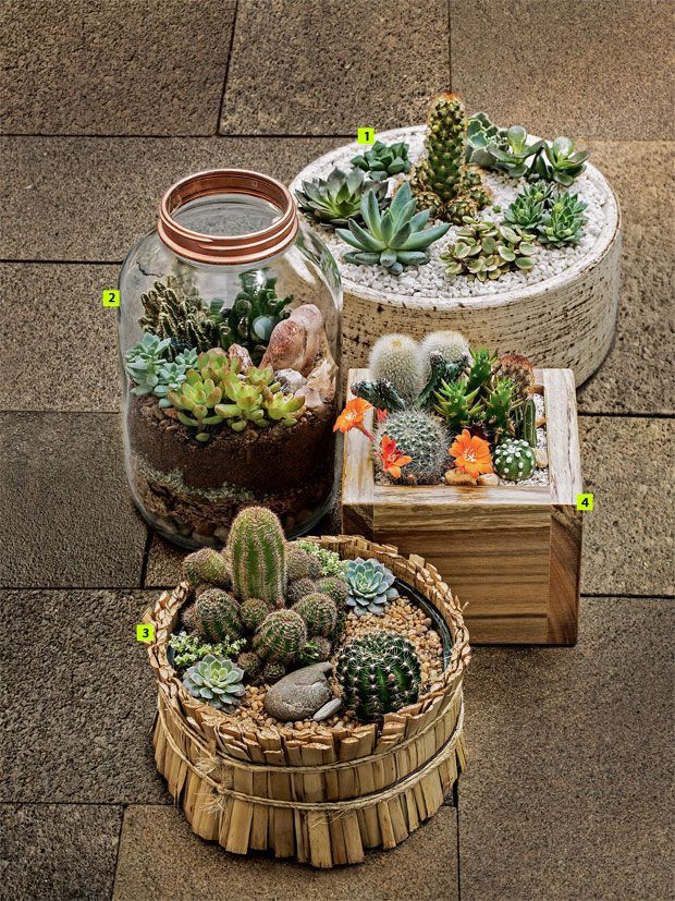 Mini-Cactus-Gardens-1