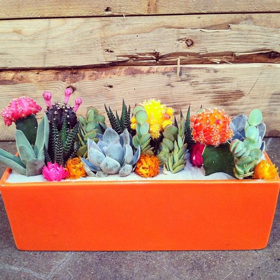 15+ Awesome Mini Cactus Gardens