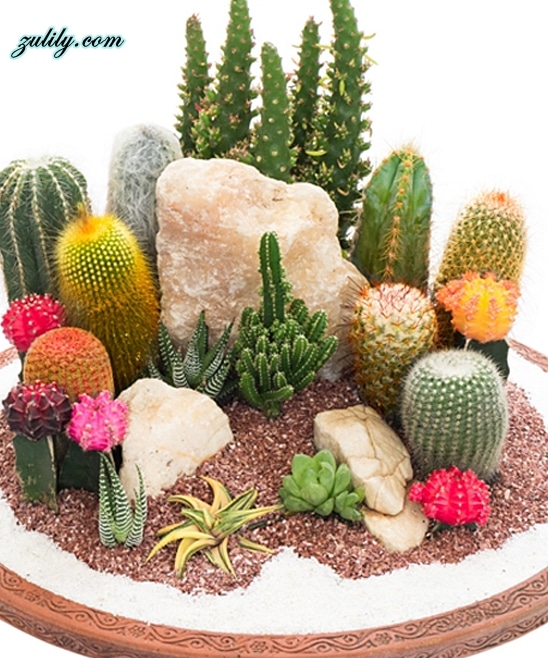 15+ Awesome Mini Cactus Gardens