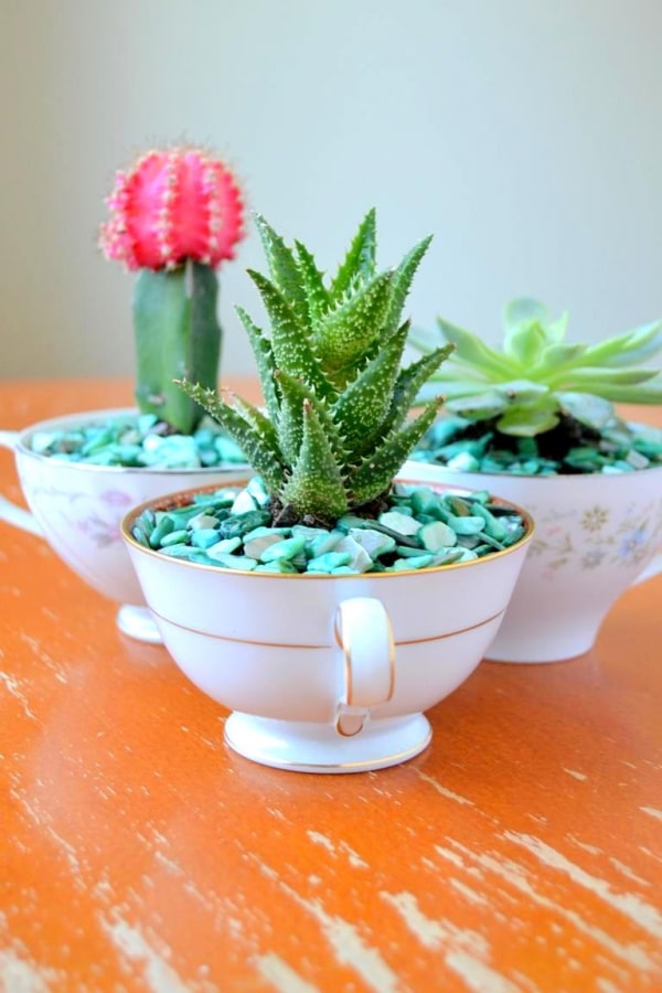 15+ Awesome Mini Cactus Gardens