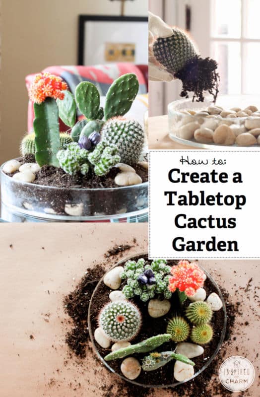 Mini-Cactus-Gardens-13