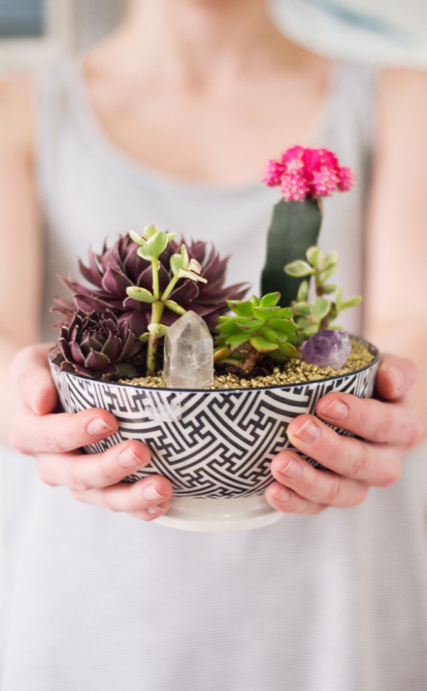 15+ Awesome Mini Cactus Gardens