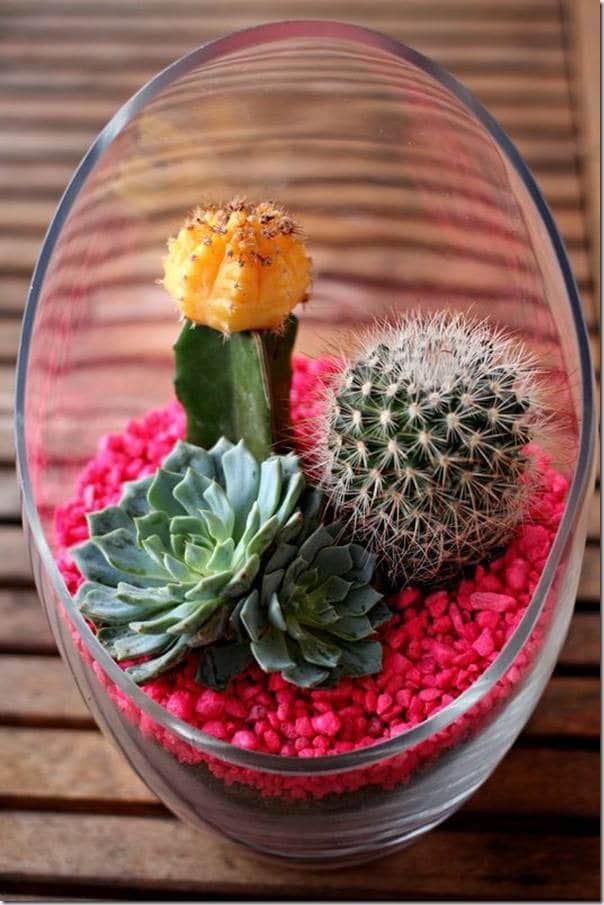 15+ Awesome Mini Cactus Gardens