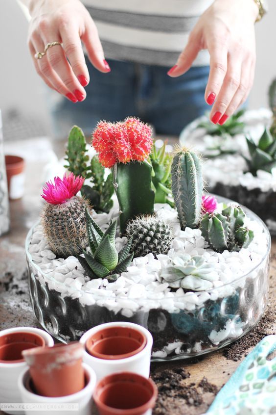 Mini-Cactus-Gardens-19