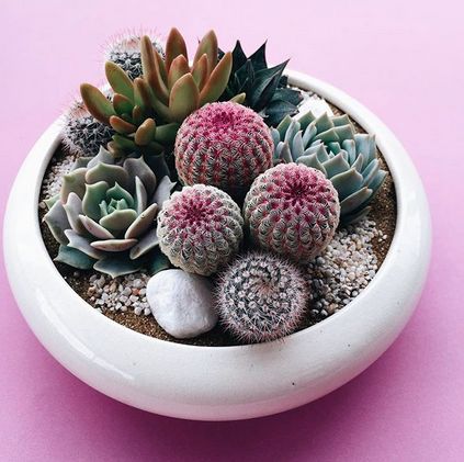 Mini-Cactus-Gardens-3