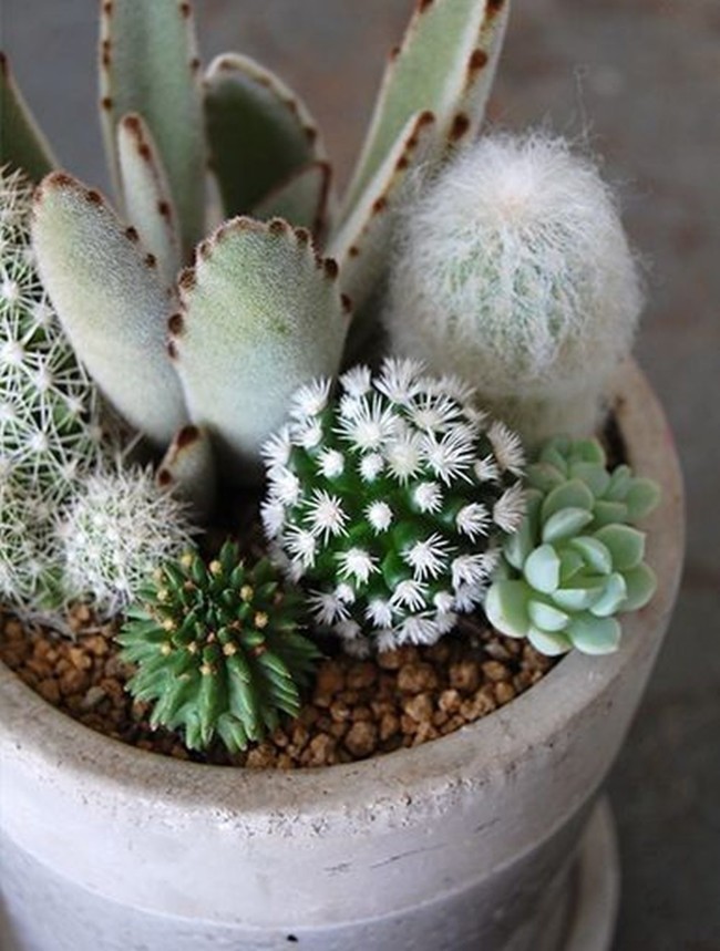 Mini-Cactus-Gardens-4