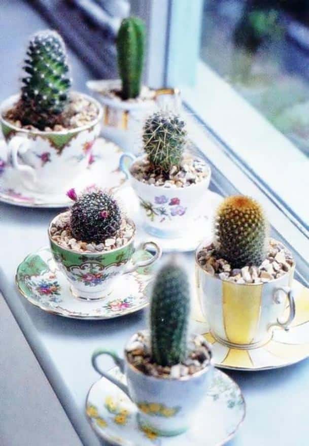 Mini-Cactus-Gardens-5