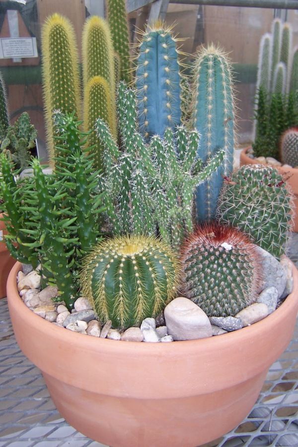 Mini-Cactus-Gardens-6