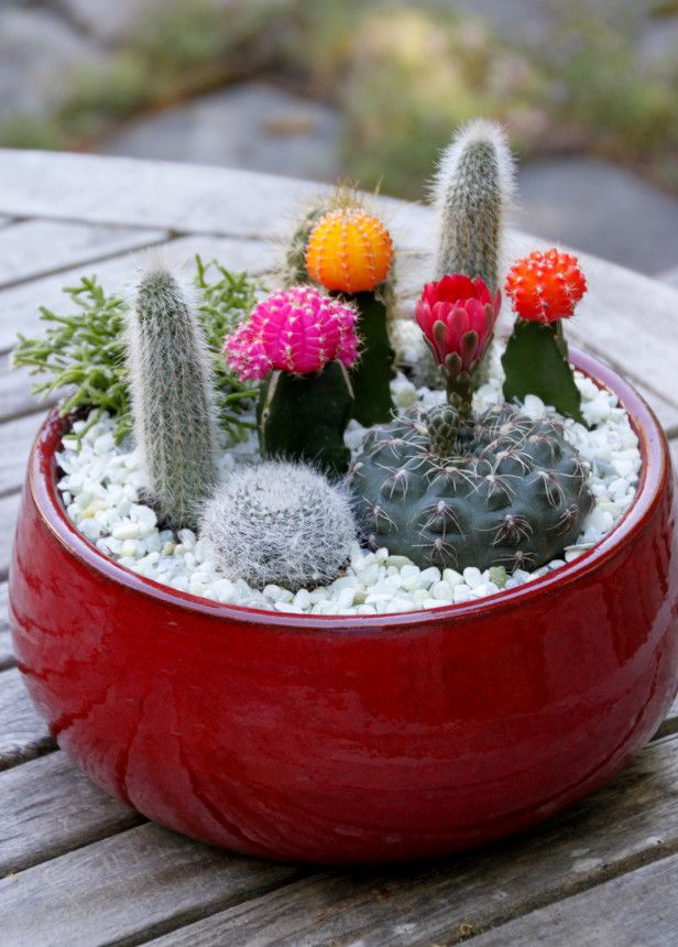 15+ Awesome Mini Cactus Gardens