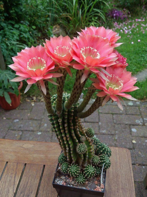 Mini-Cactus-Gardens-9