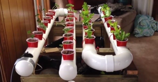 PVC Gardening Ideas and Projects PVC Aquaponic Garden