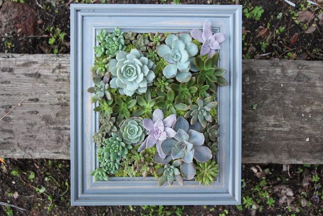 Succulent-Frame-11