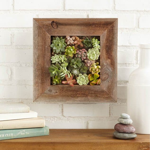 10+ Awesome DIY Succulent Frame