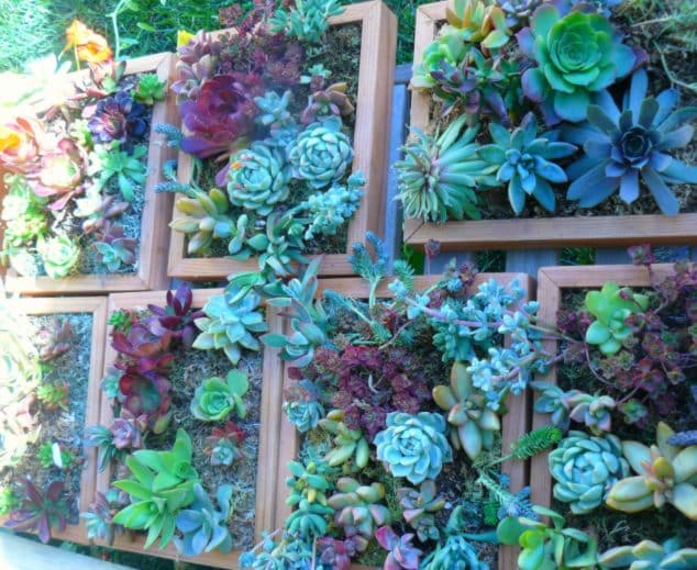 10+ Awesome DIY Succulent Frame