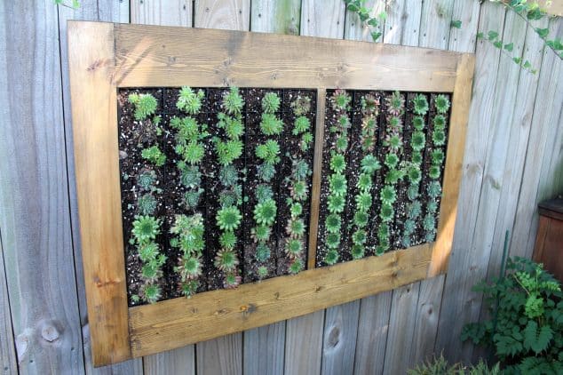 10+ Awesome DIY Succulent Frame