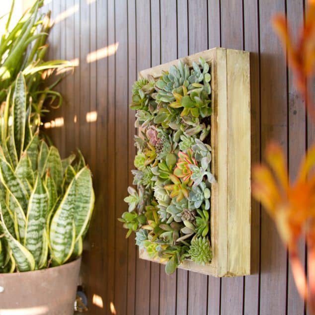 Succulent-Frame-4