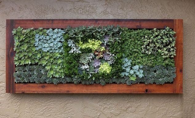 10+ Awesome DIY Succulent Frame