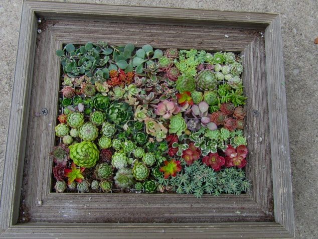 Succulent-Frame-6