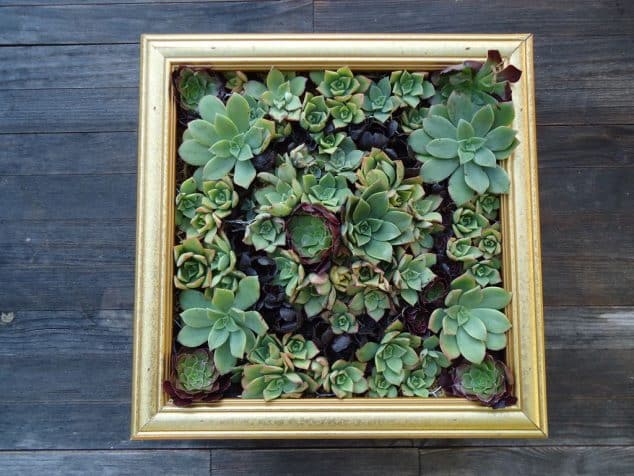 10+ Awesome DIY Succulent Frame