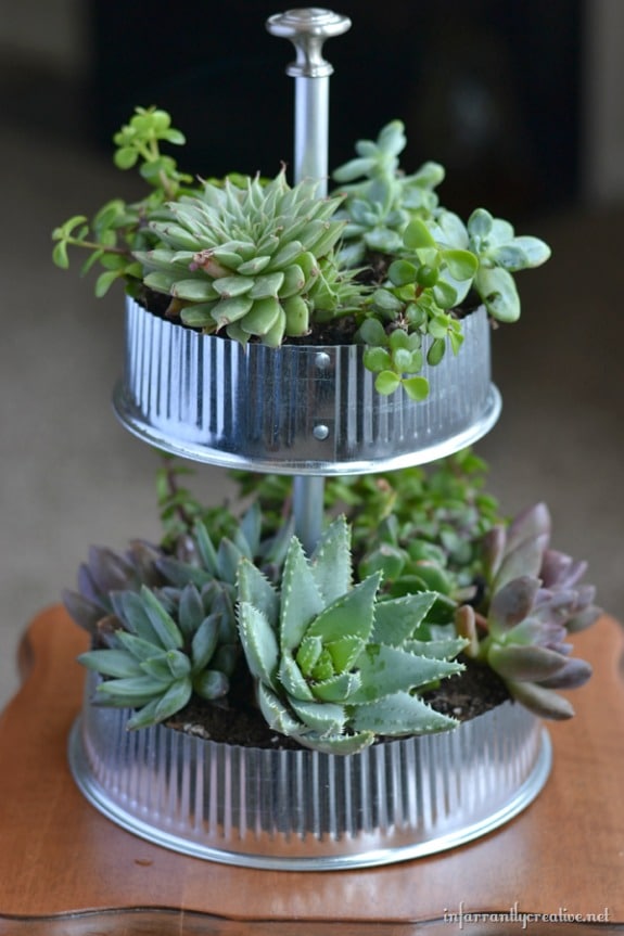 Succulent Garden 14