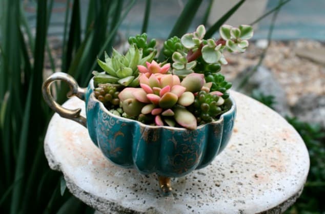 Succulent Garden 5