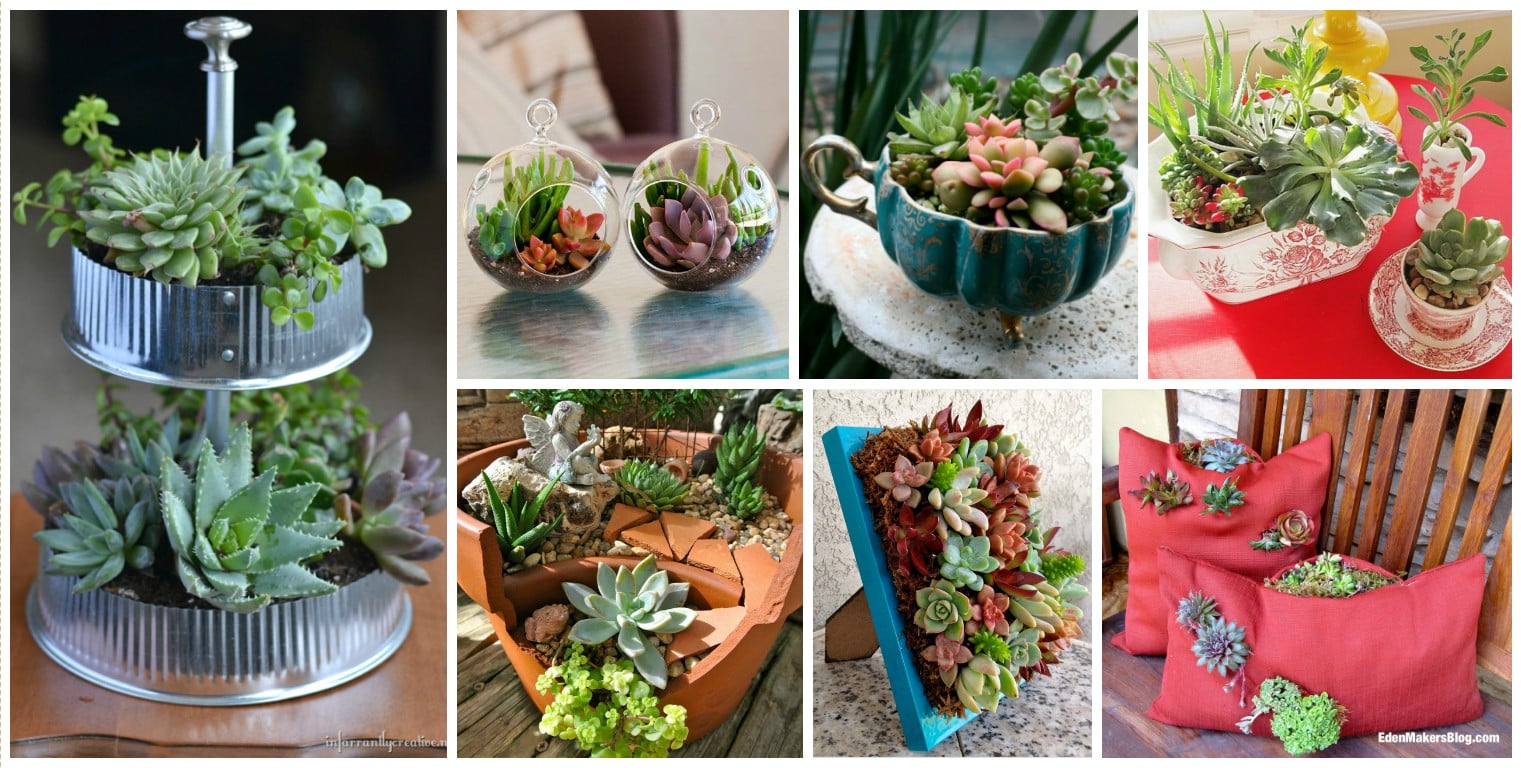 Succulent Garden ideas