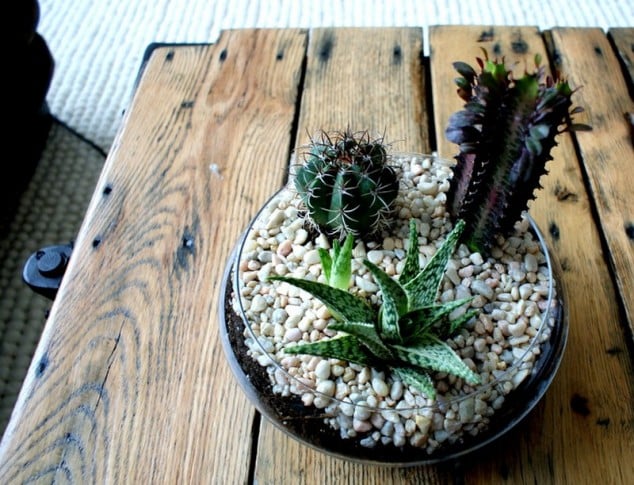 15 Miniature Terrariums Masterpieces