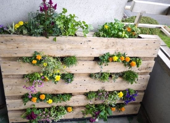 Wood pallets used as plantpots by organic authority