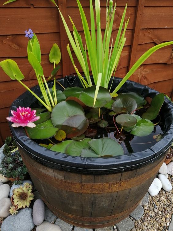 Amazing Water Garden Ideas: Transform Your Outdoor Oasis