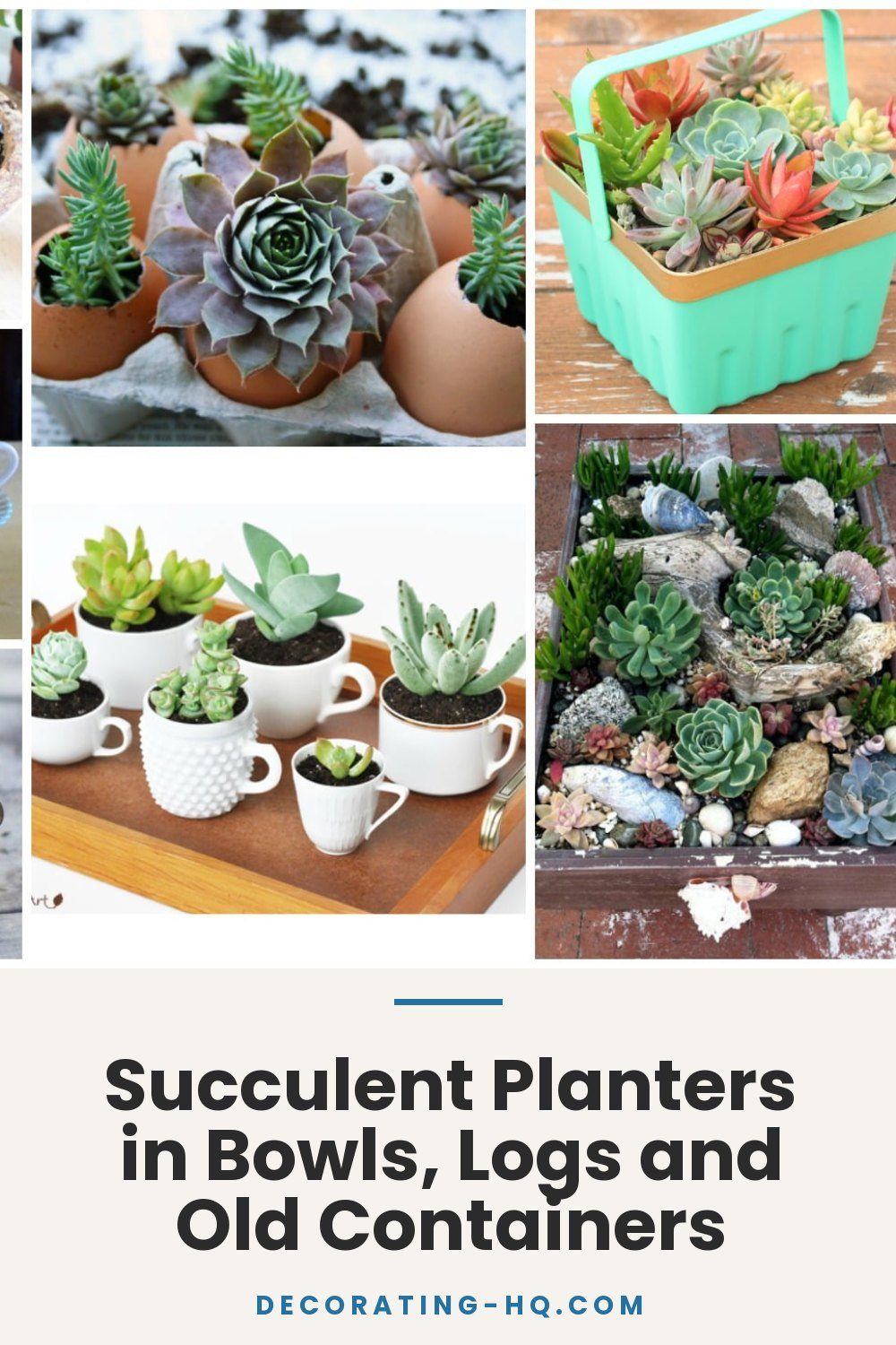 Succulent Planters in Bowls, Logs and Old Containers