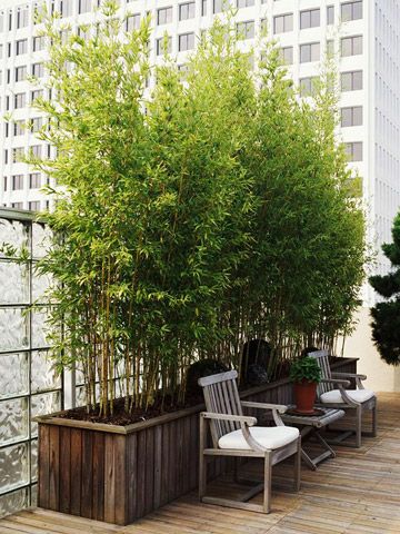 20+ Bamboo Tree Decorations For Your Home Interior