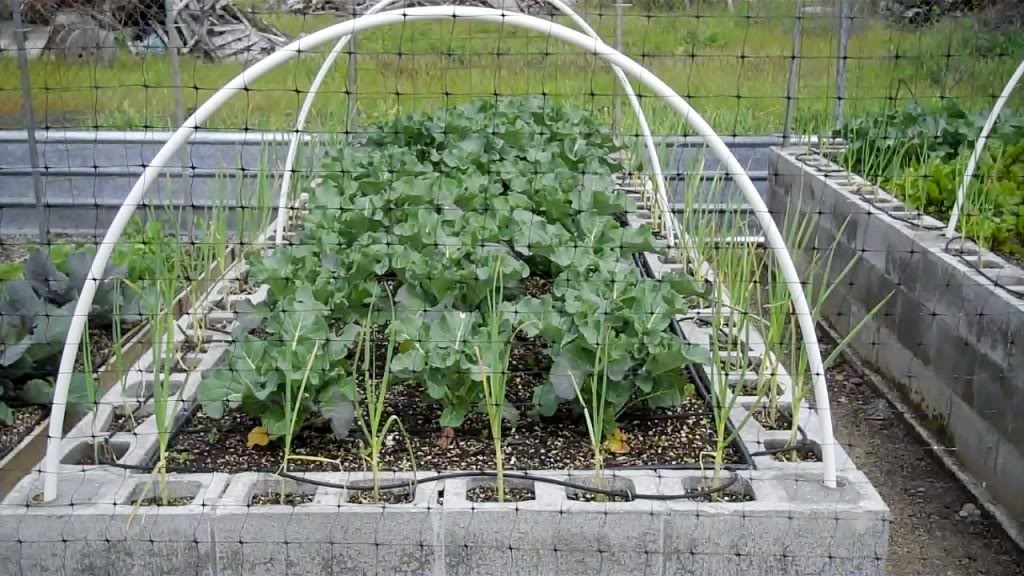 cinder block garden