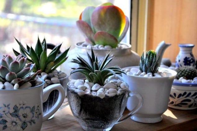 10+ Creative DIY Ideas To Grow Plants At Home