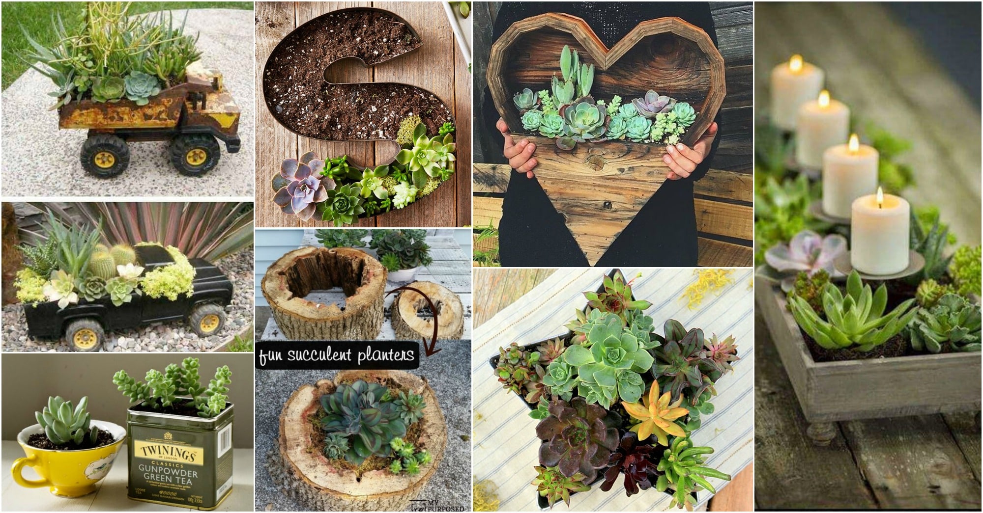 15+ Fascinating Succulent Plants Designs