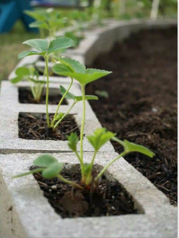 garden projects cinder blocks 14