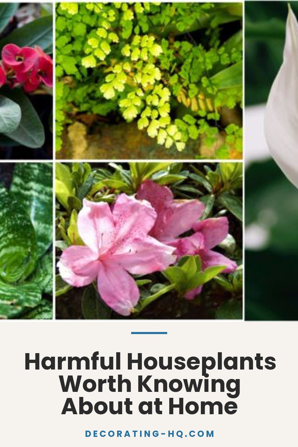Harmful Houseplants Worth Knowing About at Home