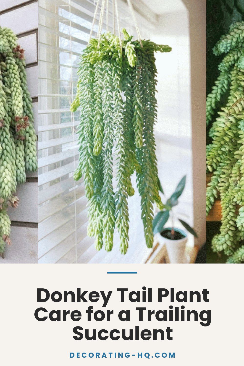 Donkey Tail Plant Care for a Trailing Succulent