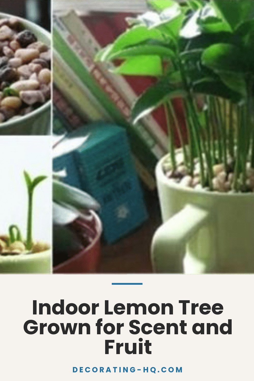 Indoor Lemon Tree Grown for Scent and Fruit