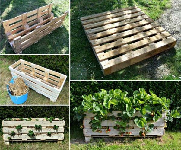 ideas for growing strawberries in a small garden 1