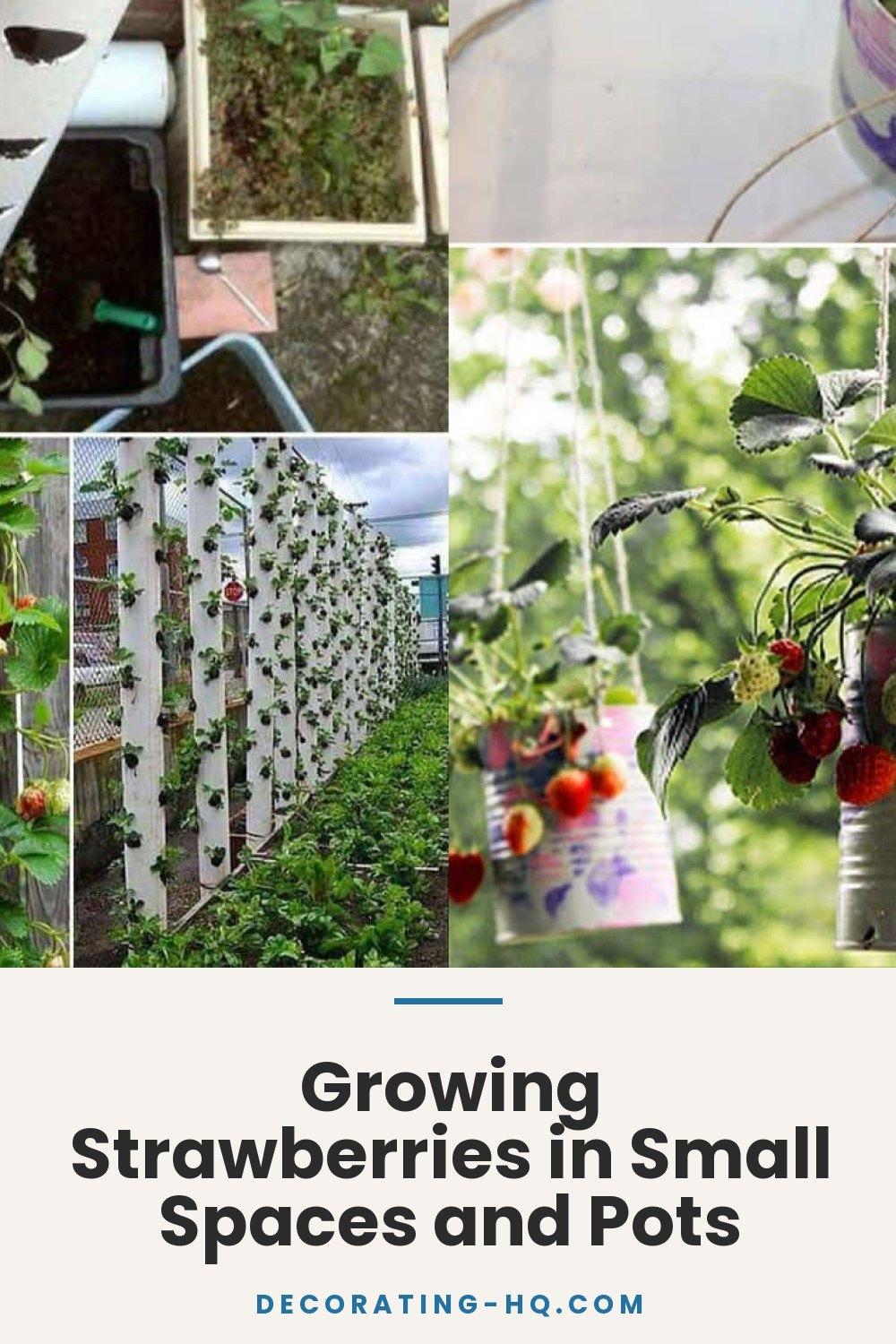 Growing Strawberries in Small Spaces and Pots
