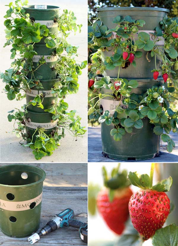 ideas for growing strawberries in a small garden 2