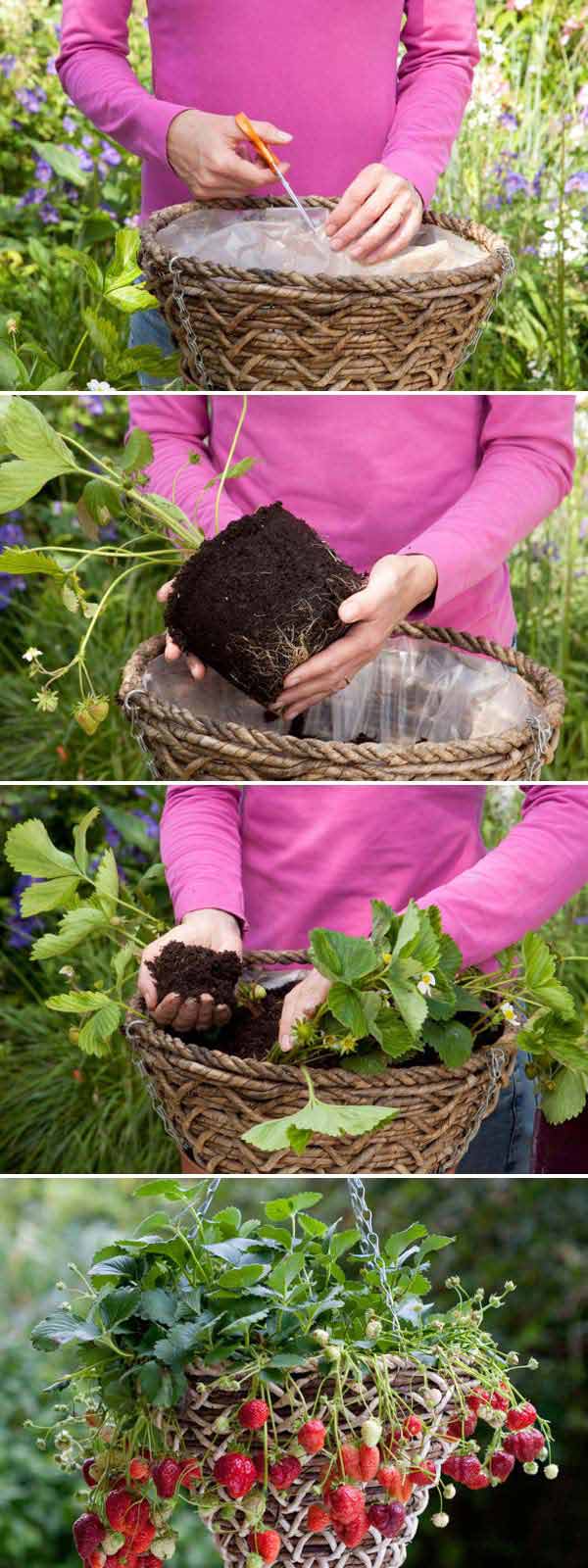 ideas for growing strawberries in a small garden 4